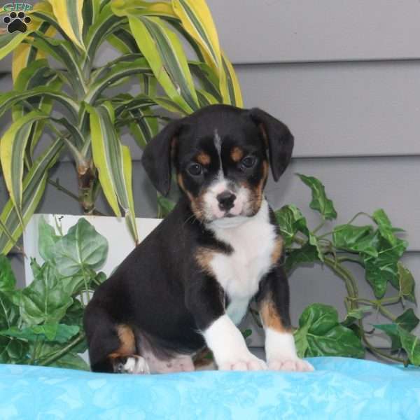 Meunster, Boston Terrier Mix Puppy